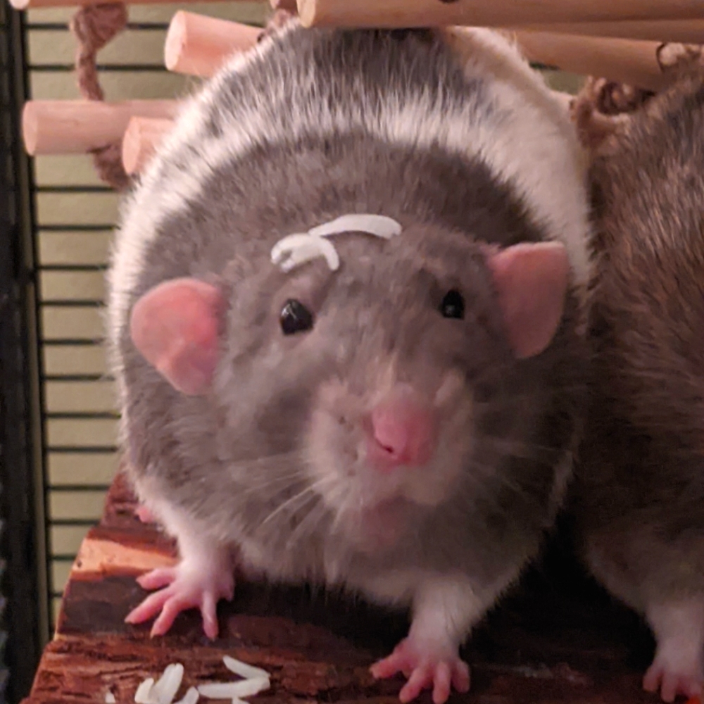 Meet your Posher, Rachel